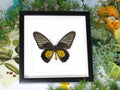 Troides rhadamantus