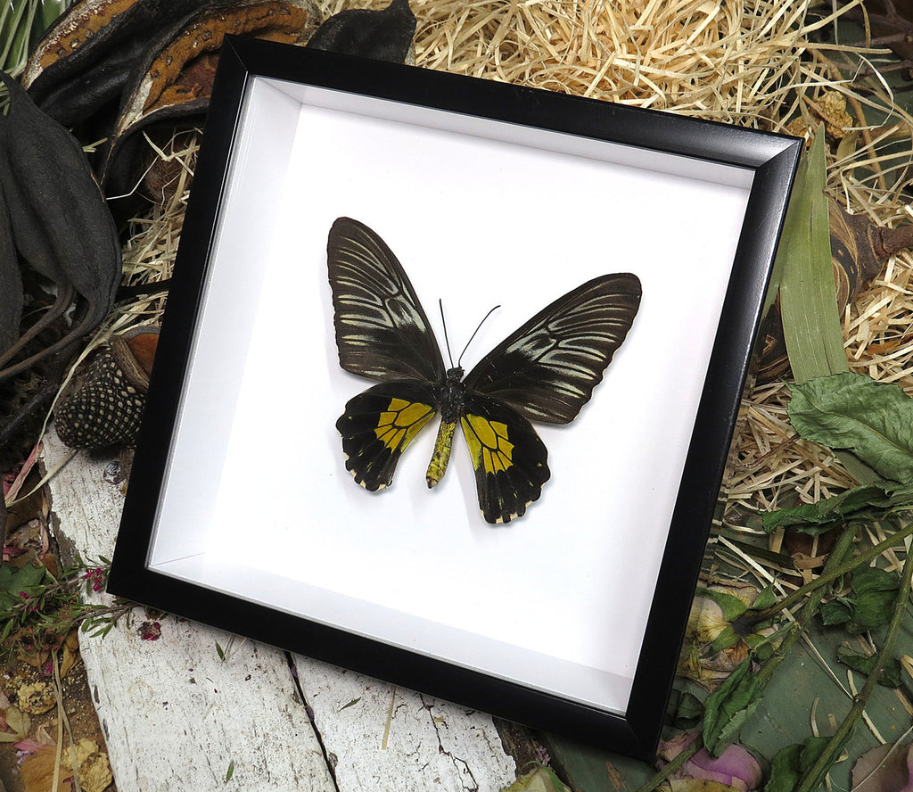 Troides rhadamantus