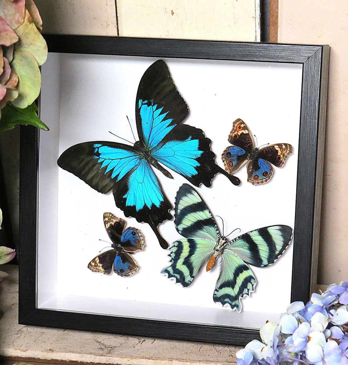 papilio ulysses