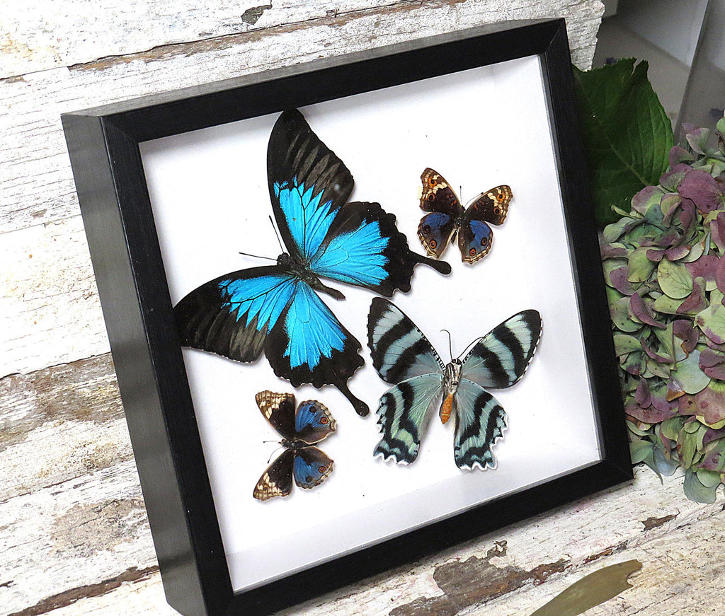 papilio ulysses