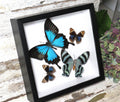 papilio ulysses