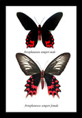 Atrophaneura semperi