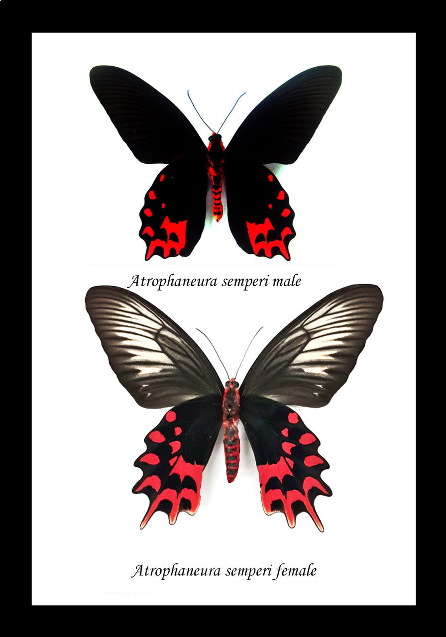 Atrophaneura semperi
