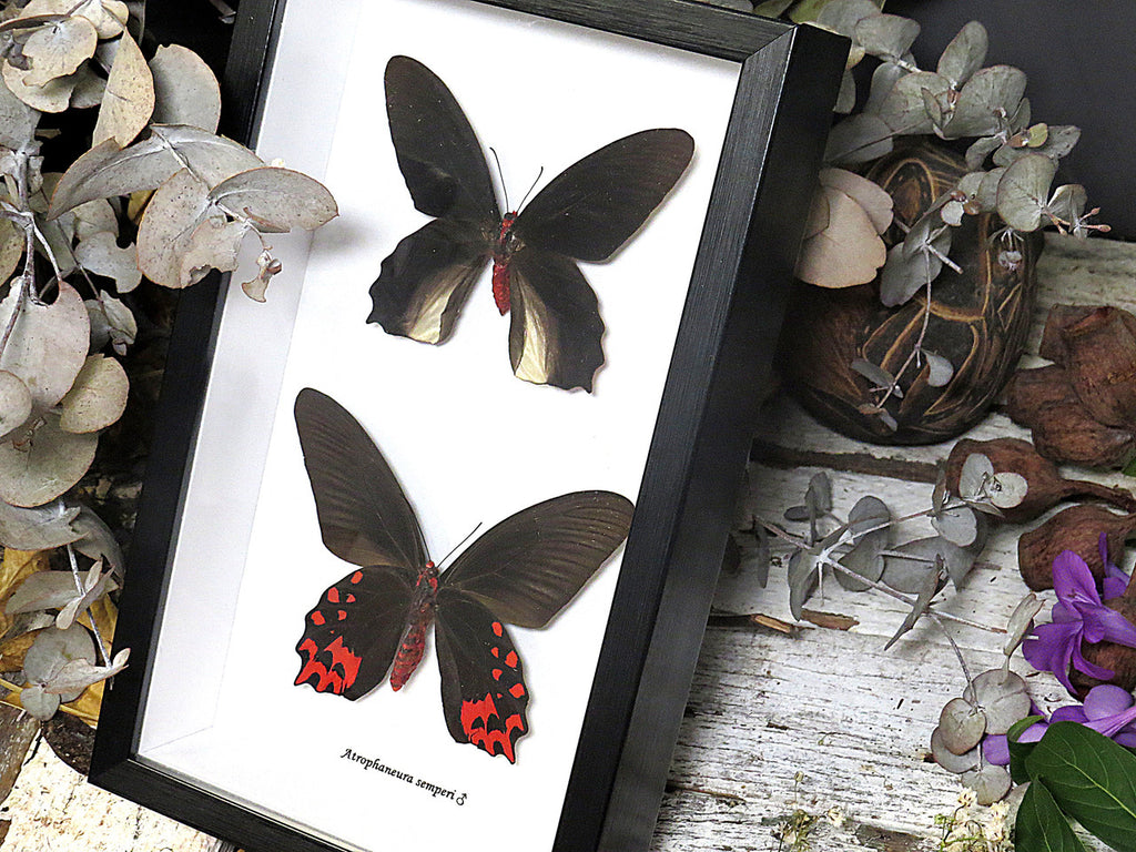 Atrophaneura semperi