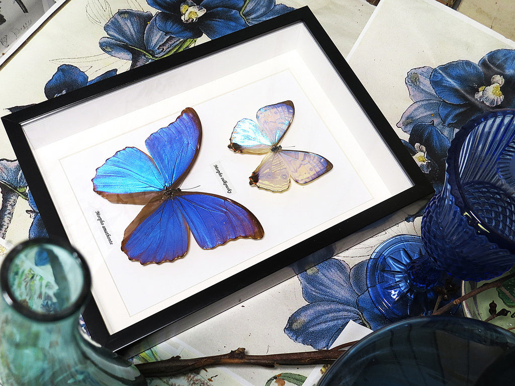 Morpho amathonte 