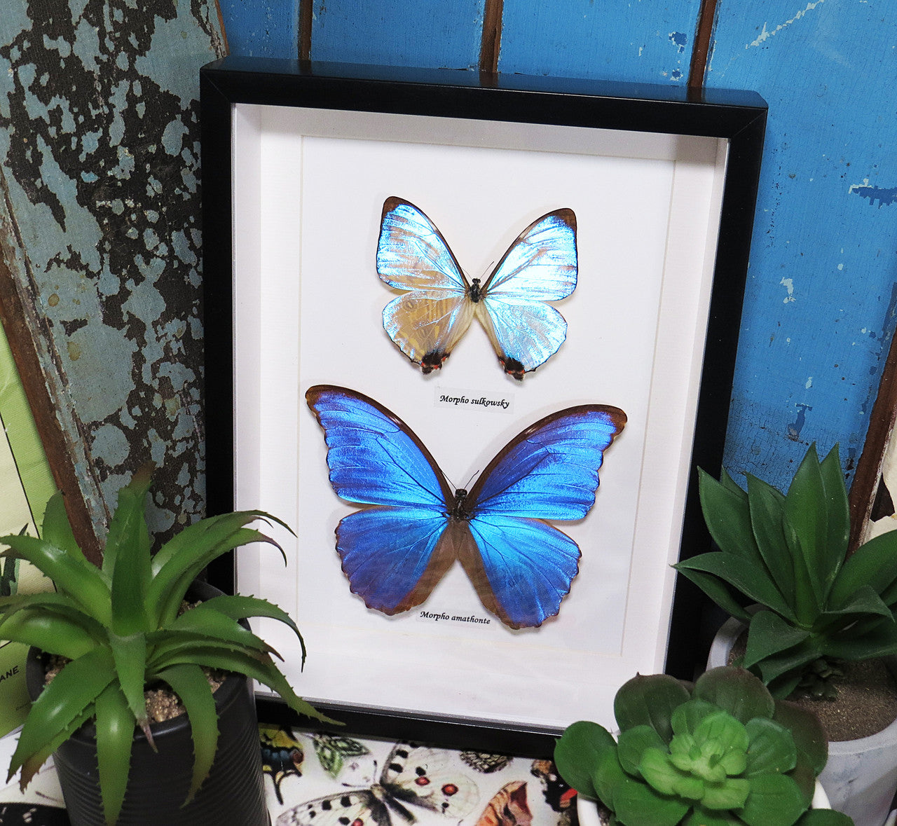Morpho amathonte 
