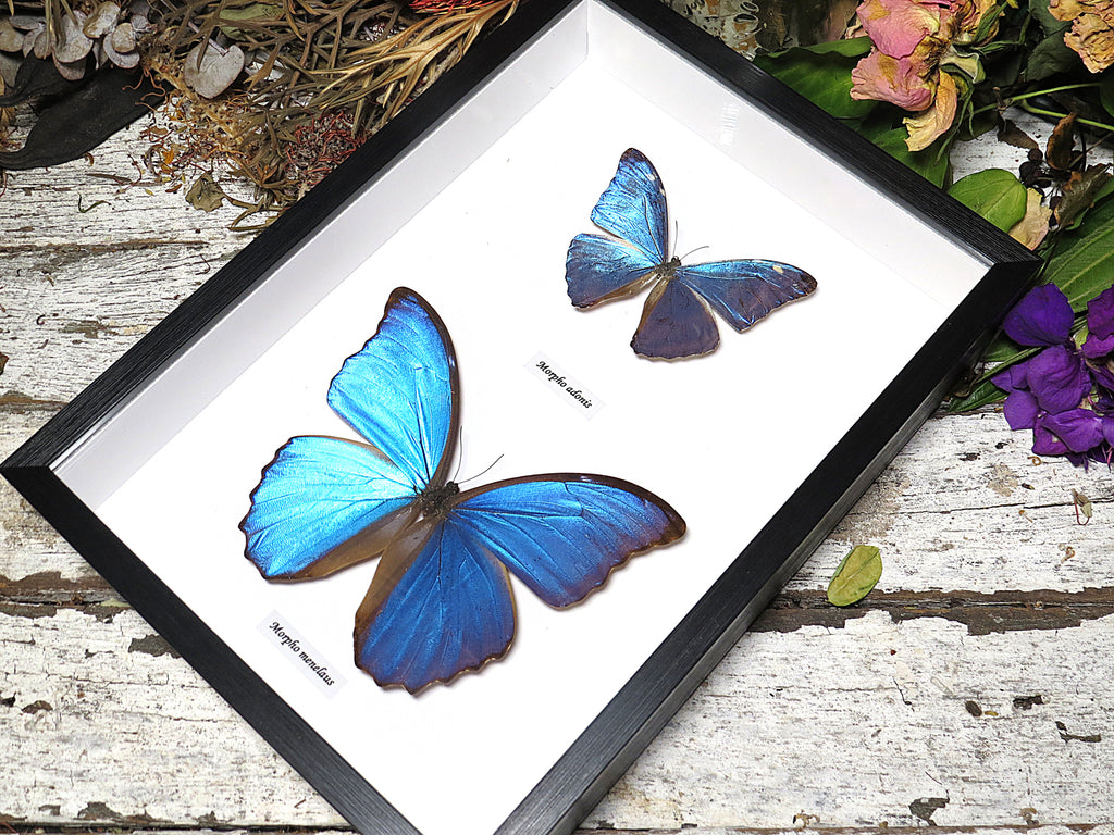 Morpho combo C