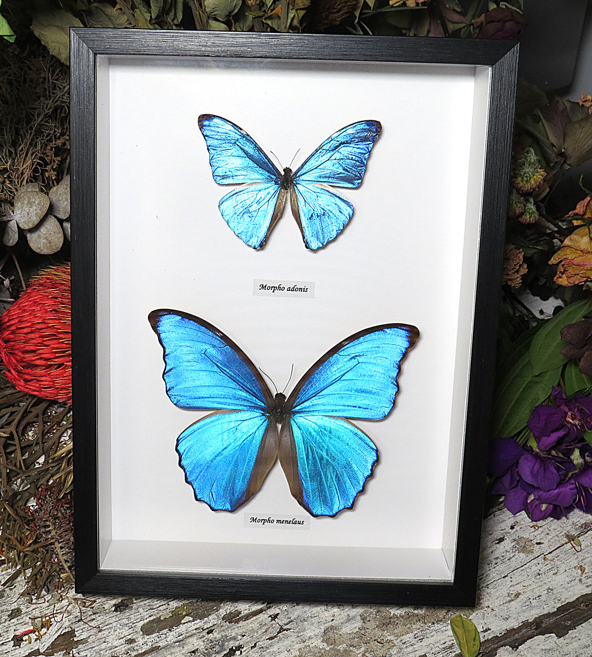 Morpho combo C