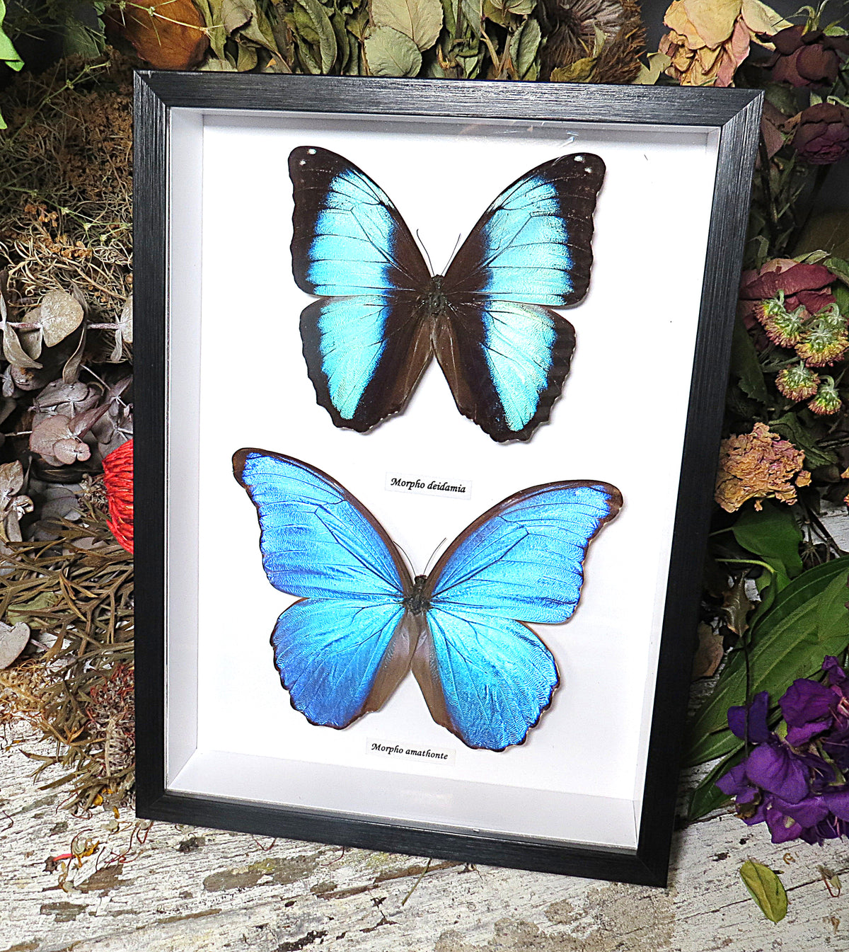 Morpho combo E