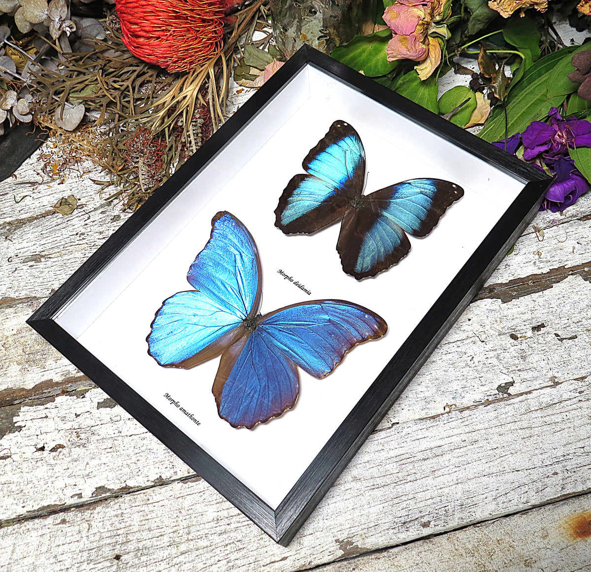 Morpho combo E