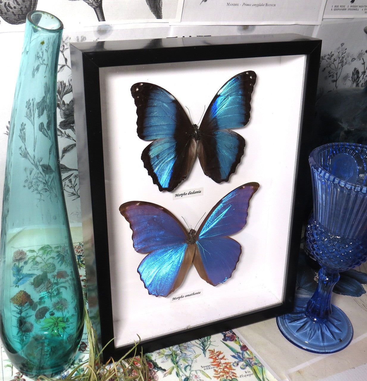 Morpho combo E