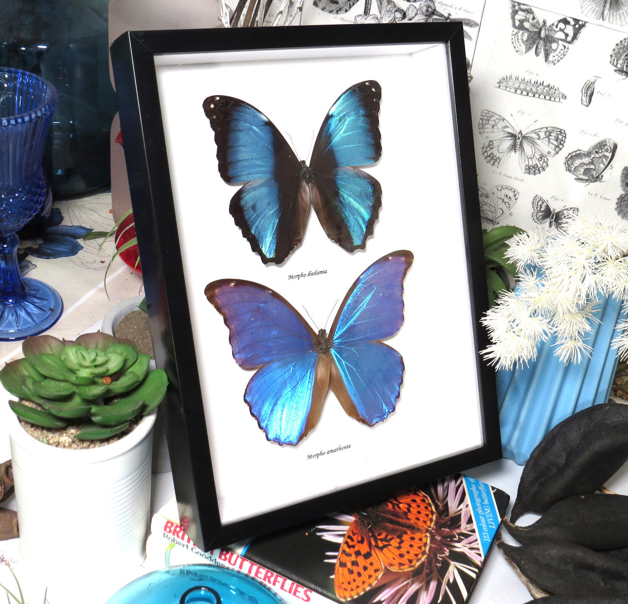 Morpho combo E