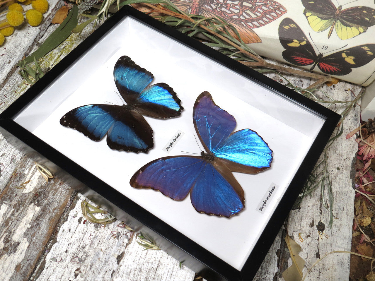 Morpho combo E