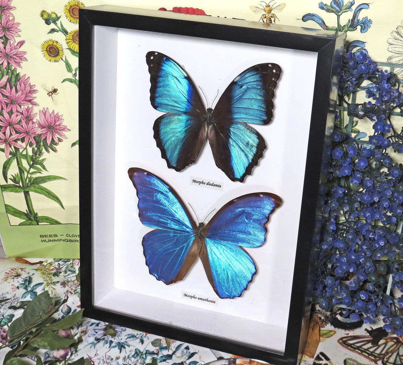 Morpho combo E