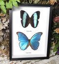 Morpho combo F