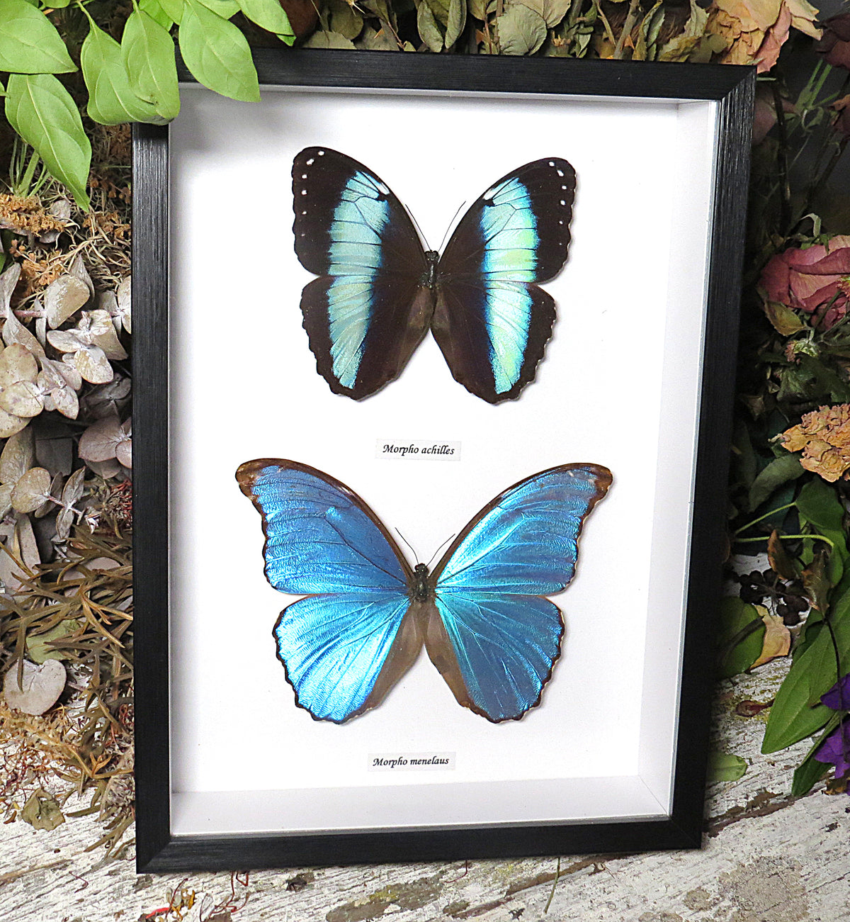 Morpho combo F