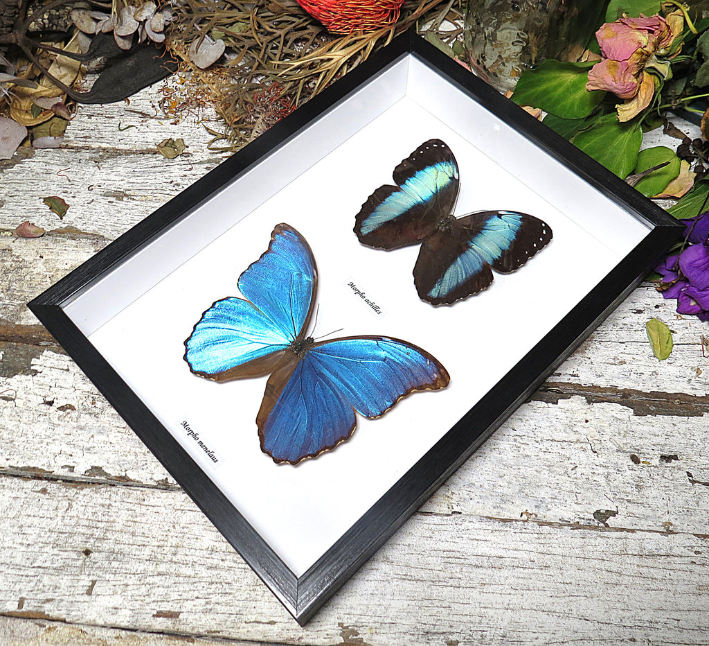 Morpho combo F