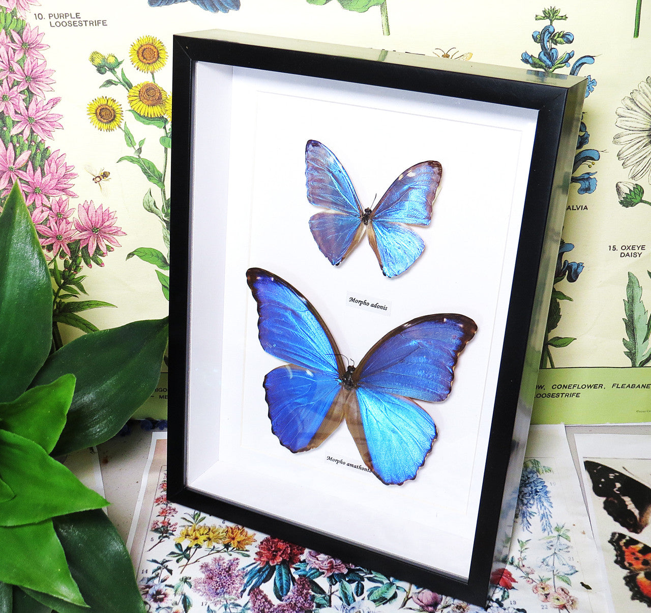 morpho amathonte 