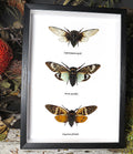 Cicada