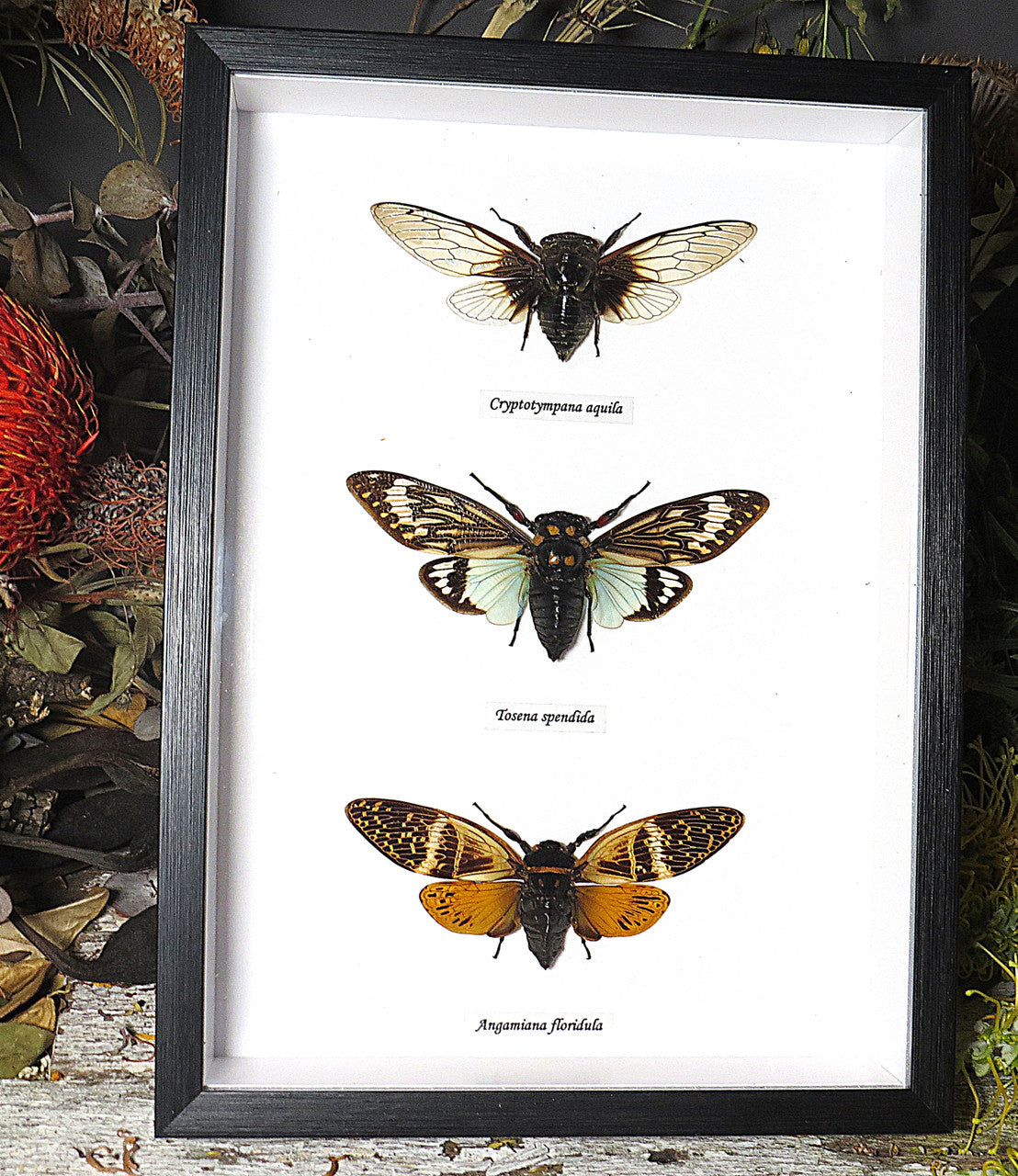 Cicada
