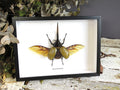 Dynastes hercules lichyi