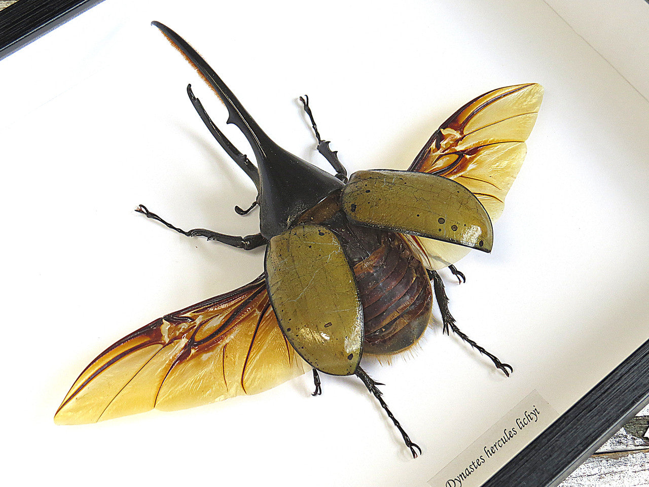 Dynastes hercules lichyi