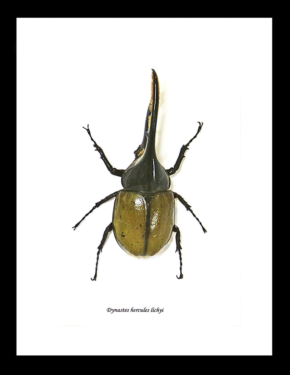 Dynastes hercules 