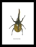 Dynastes hercules 