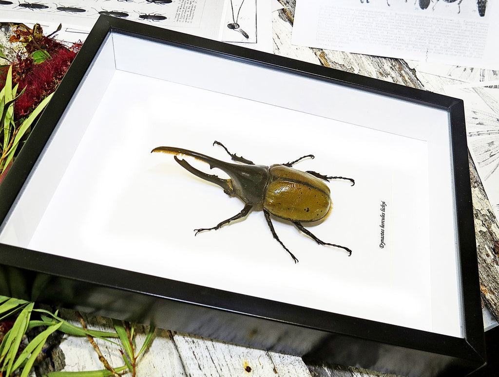 Dynastes hercules 
