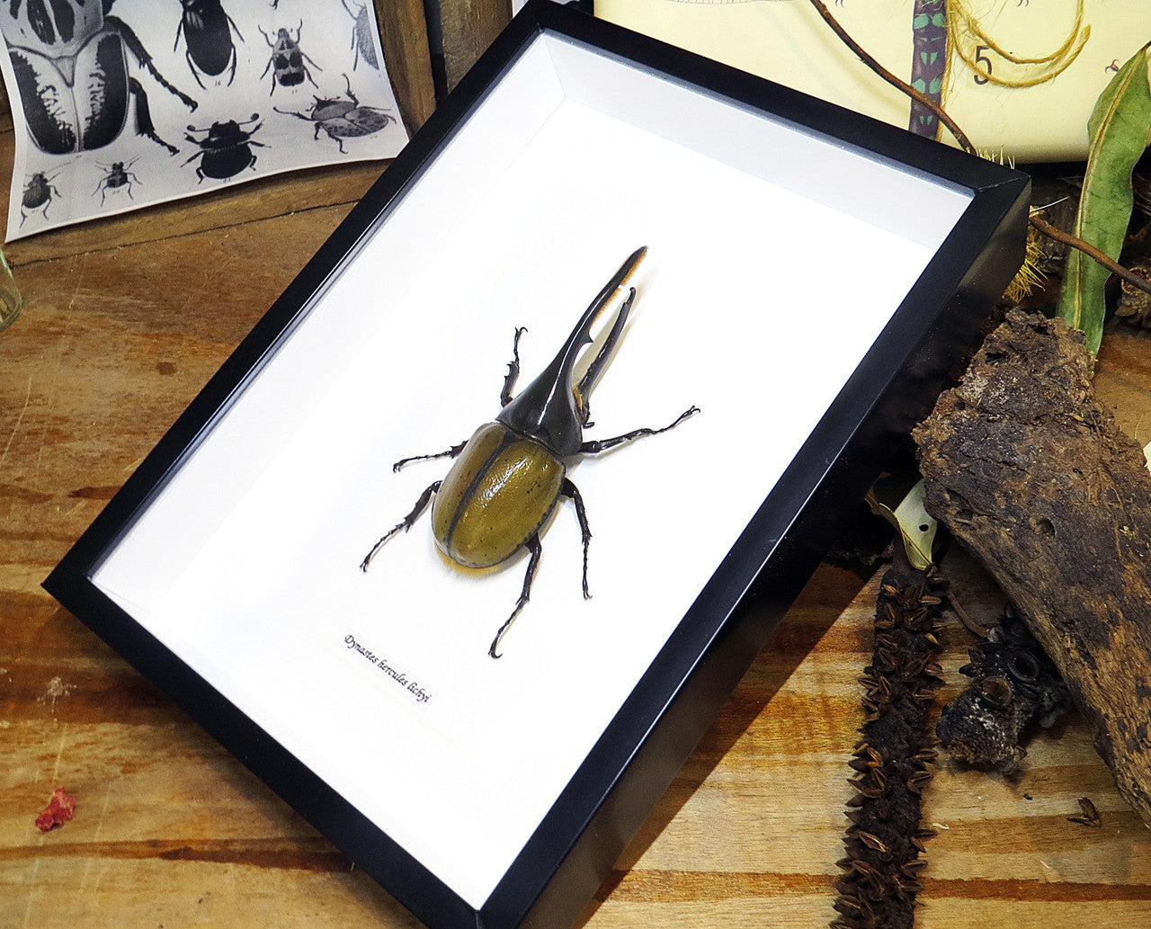 Dynastes hercules 