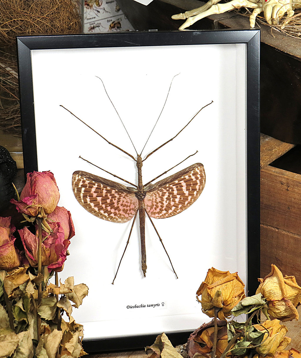 stick insect for sale bugs butterflies Diesbachia tamyris Bits Bugs