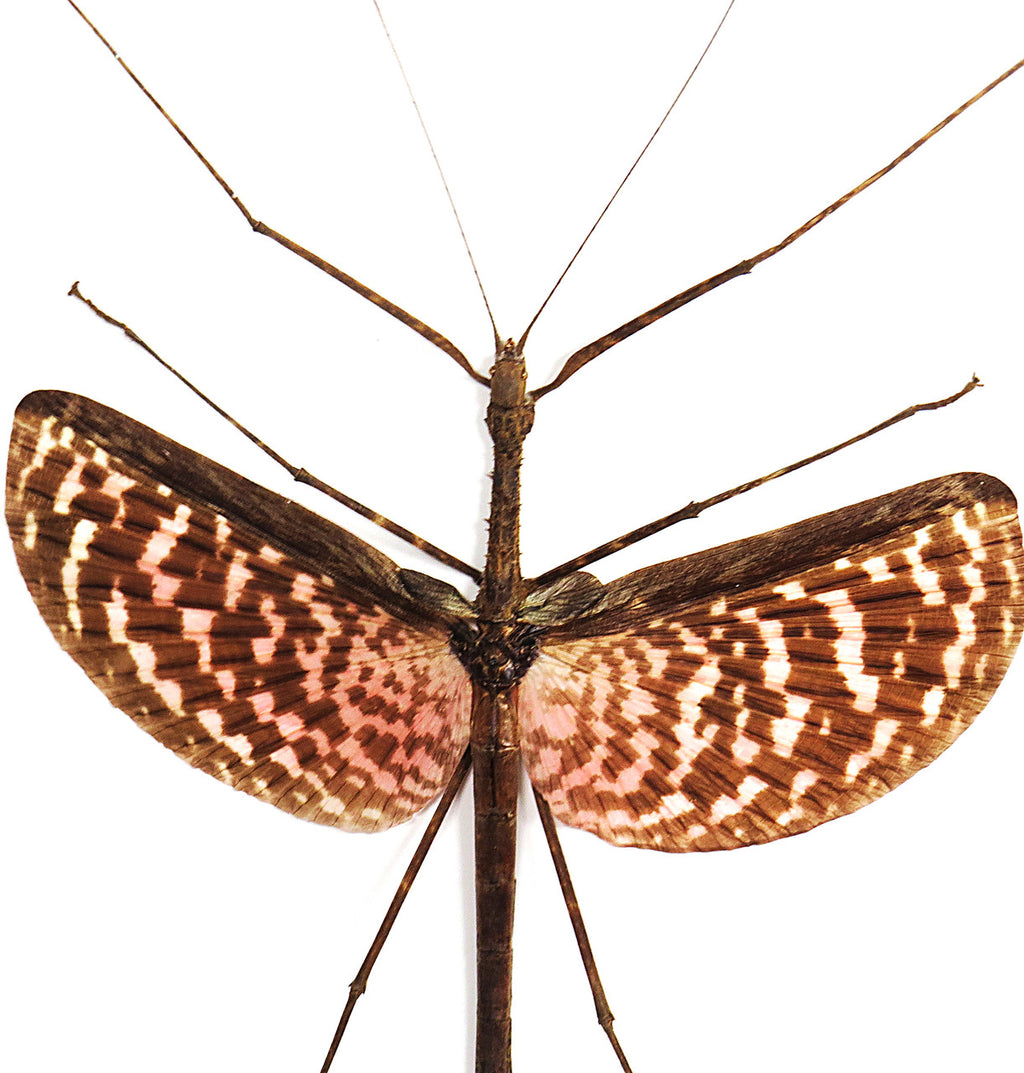 stick insect for sale bugs butterflies Diesbachia tamyris Bits Bugs