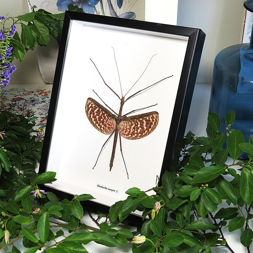 stick insect for sale bugs butterflies Diesbachia tamyris Bits Bugs