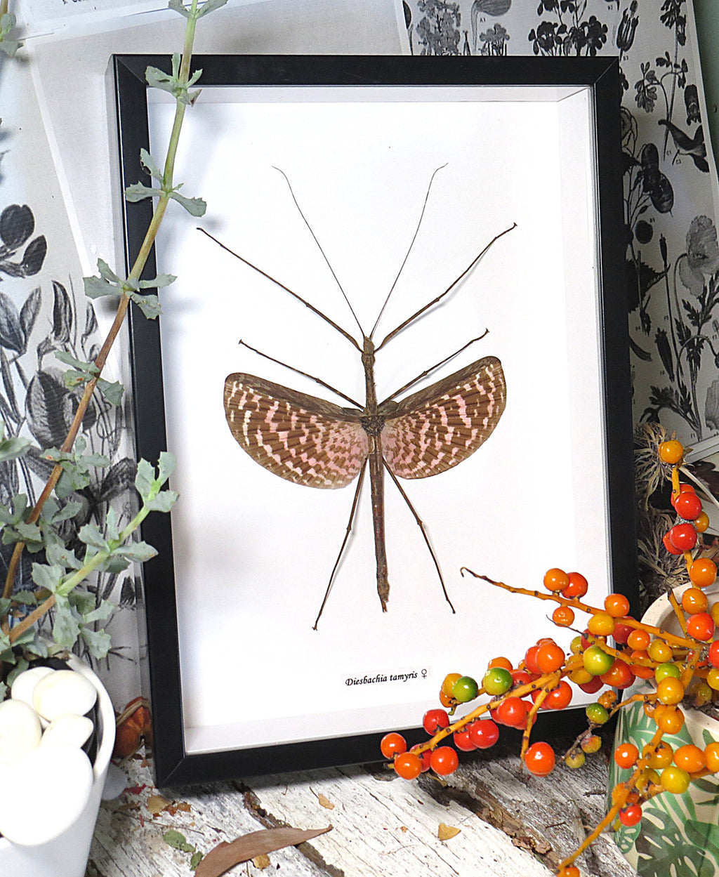 stick insect for sale bugs butterflies Diesbachia tamyris Bits Bugs