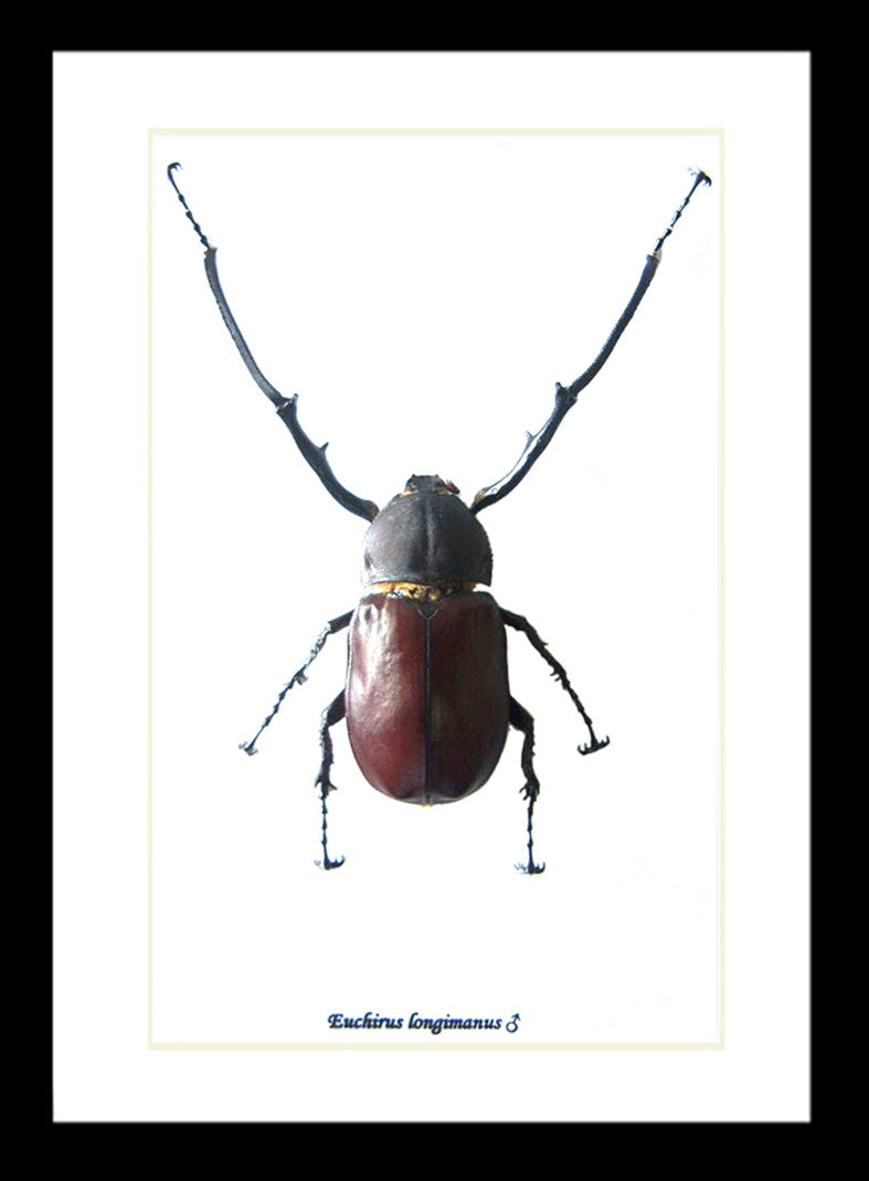 Euchirus longimanus
