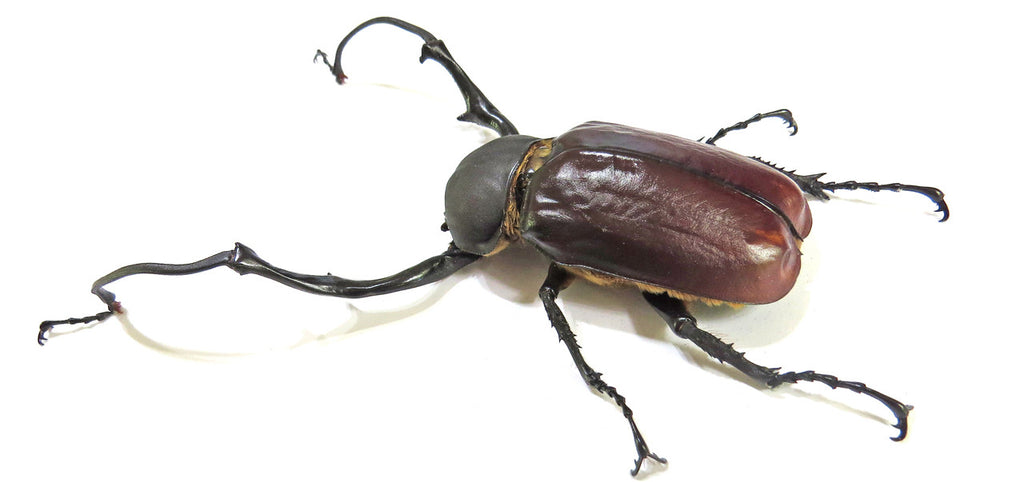 Euchirus longimanus