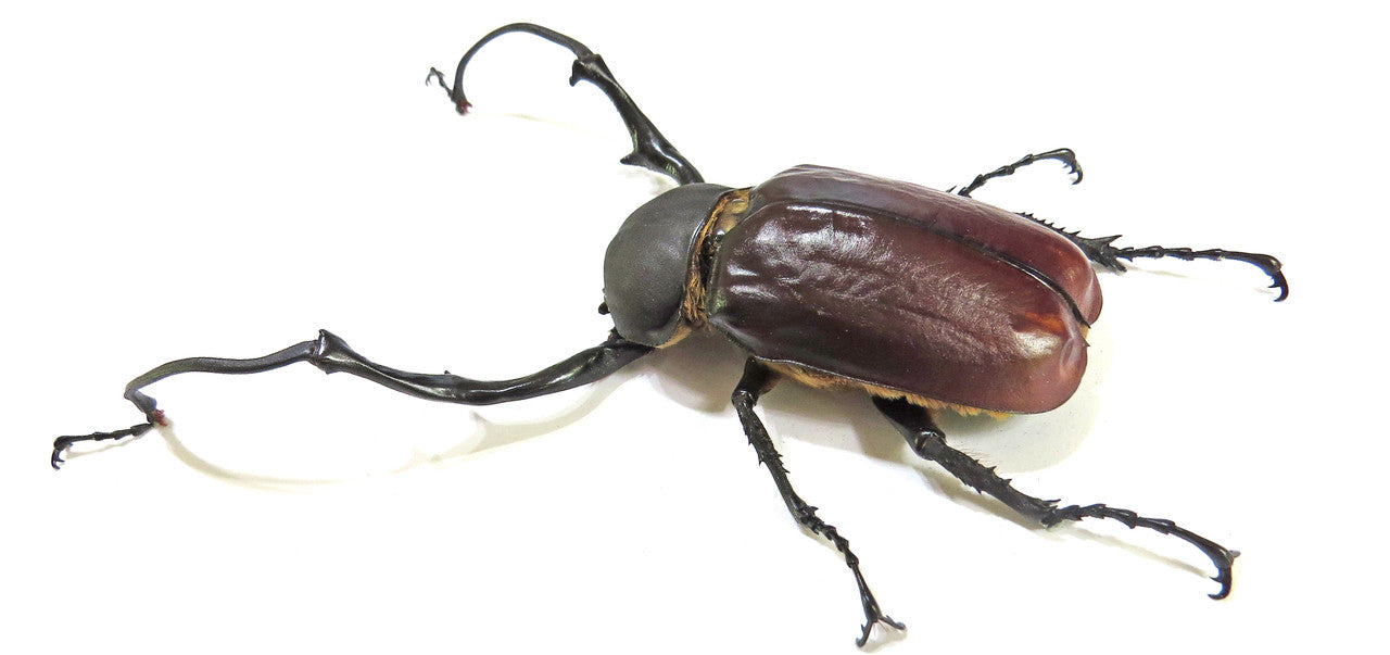 Euchirus longimanus