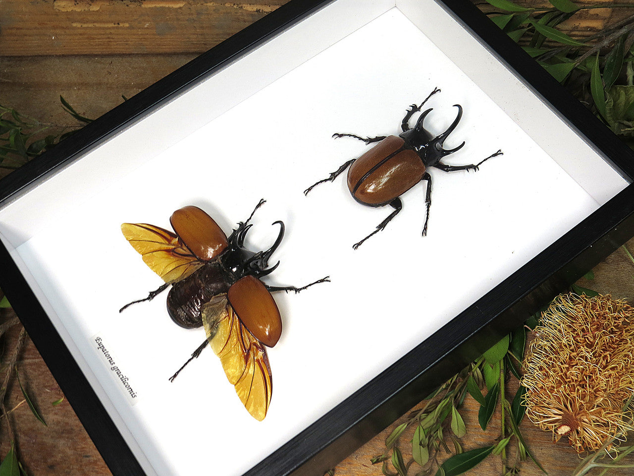 Eupatorus gracilicornis 