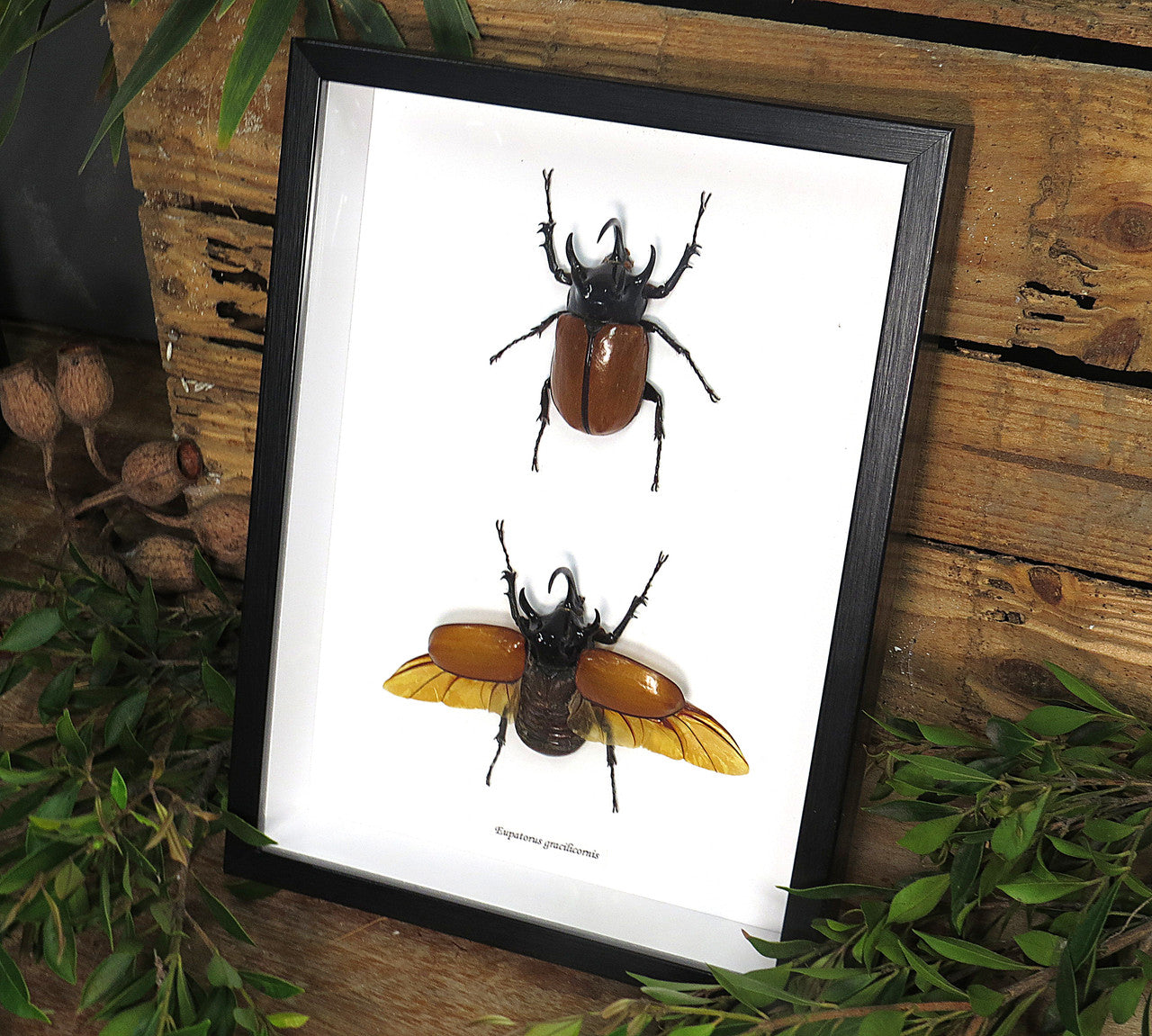 Eupatorus gracilicornis 