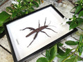 Eurycantha horrida male