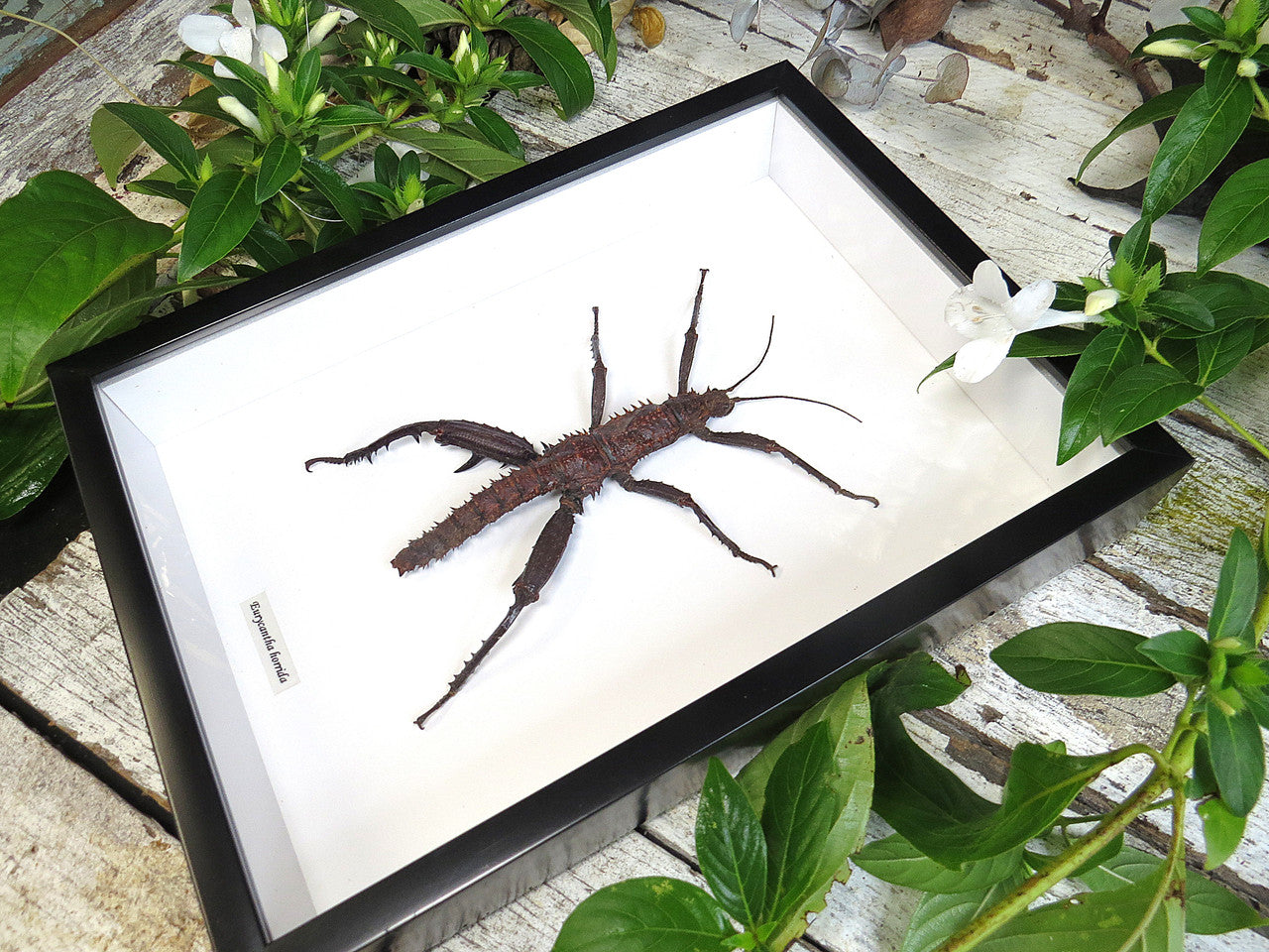 Eurycantha horrida male