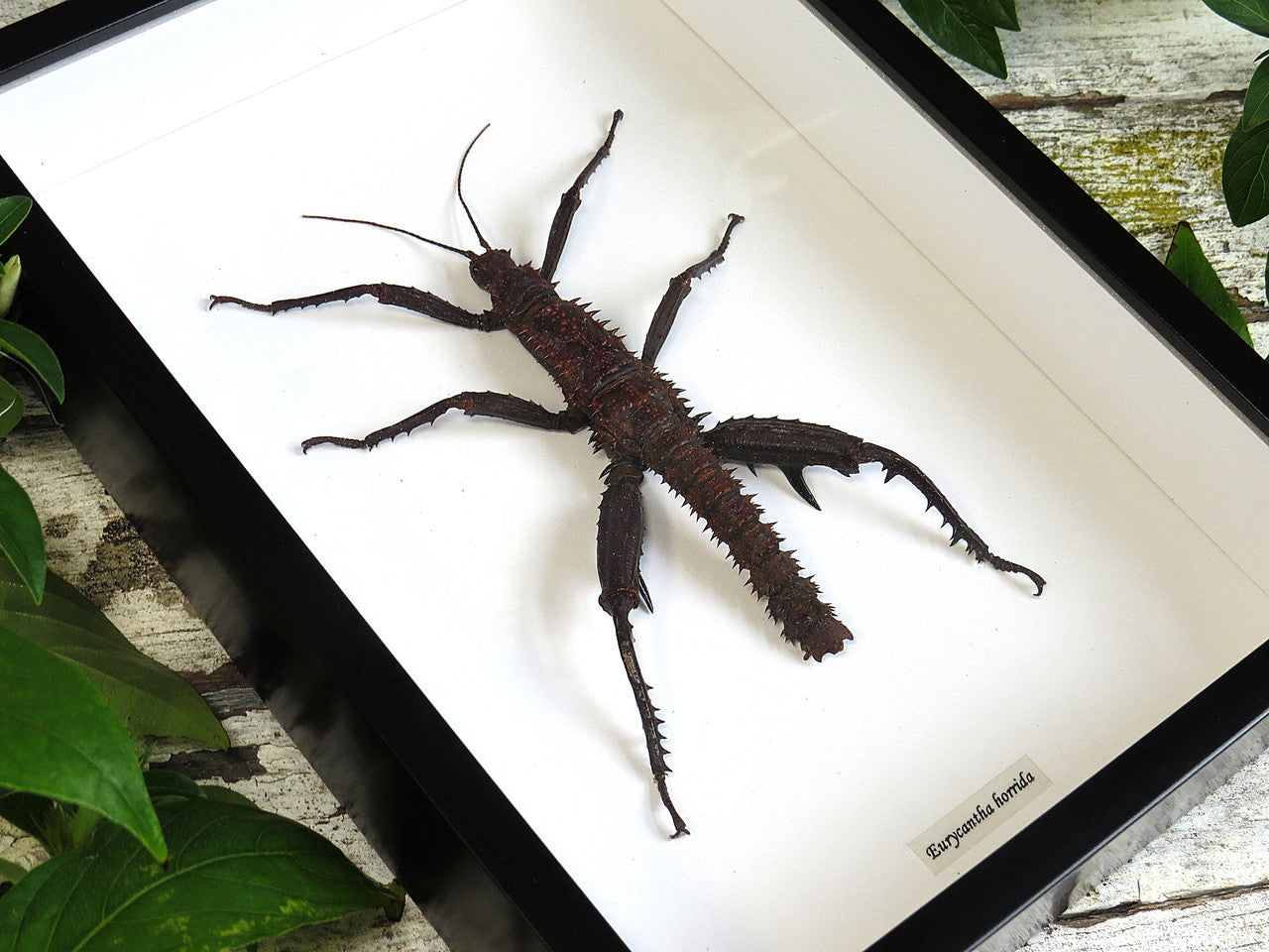 Eurycantha horrida male