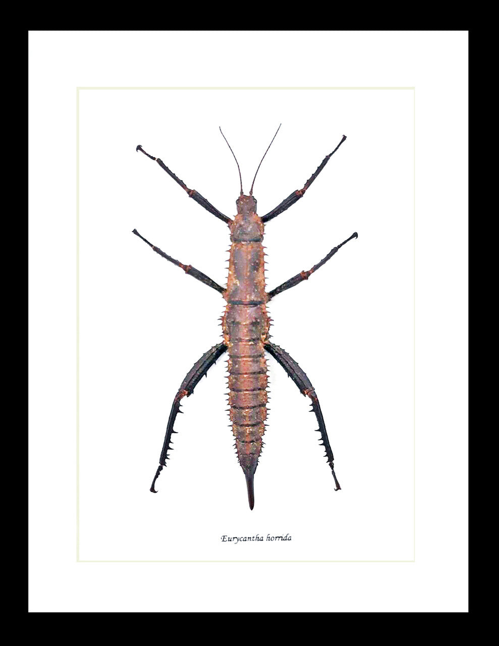 Eurycantha horrida