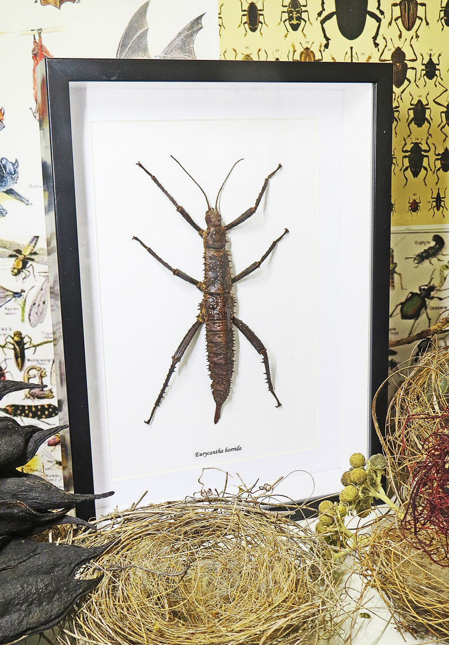 Eurycantha horrida