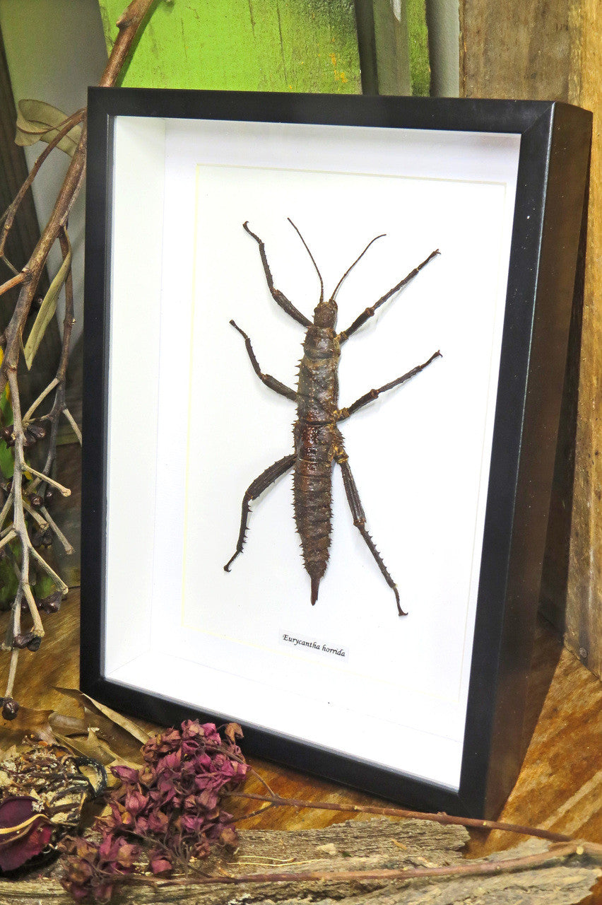 Eurycantha horrida