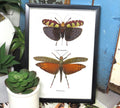 Grasshopper x 2 # 7  ( special )