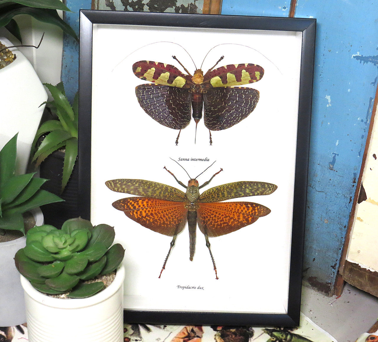 Grasshopper x 2 # 7  ( special )