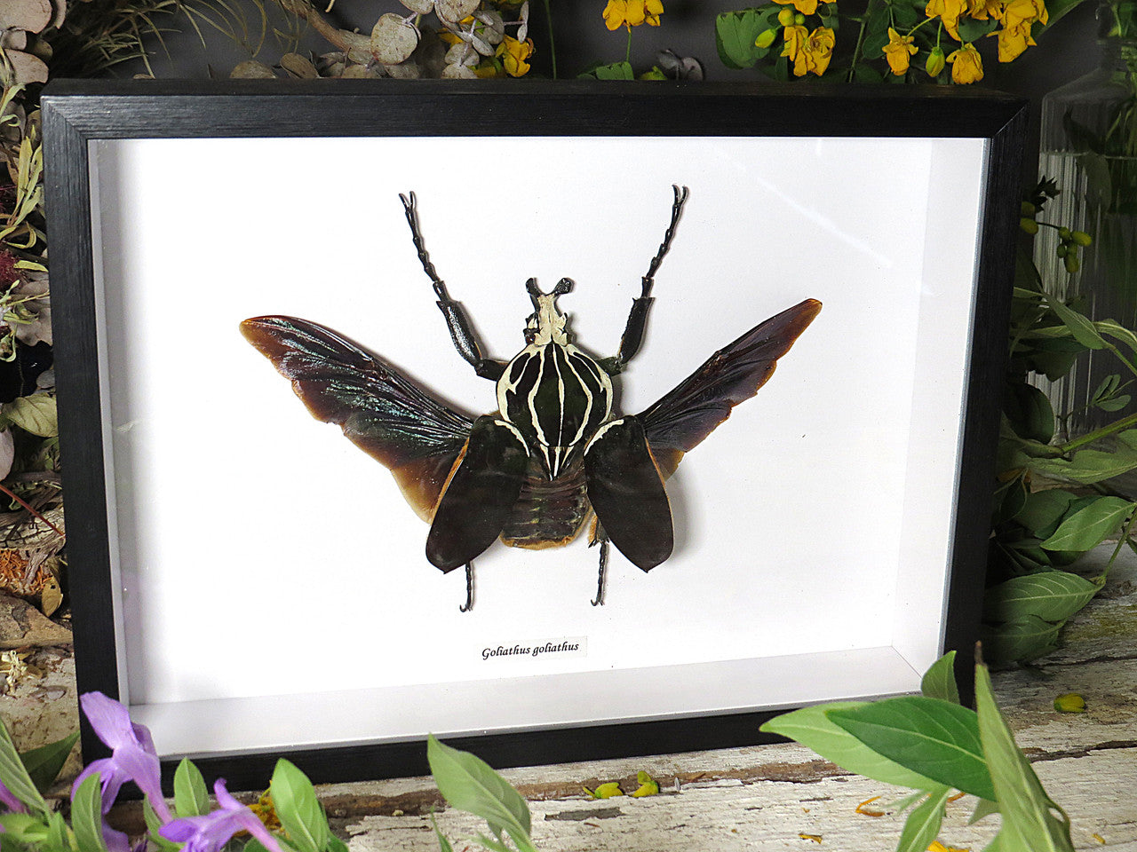 Goliathus goliathus