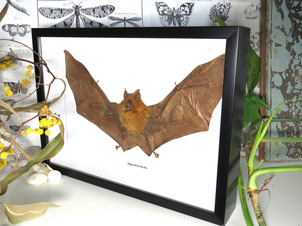 Hipposideros bicolor 