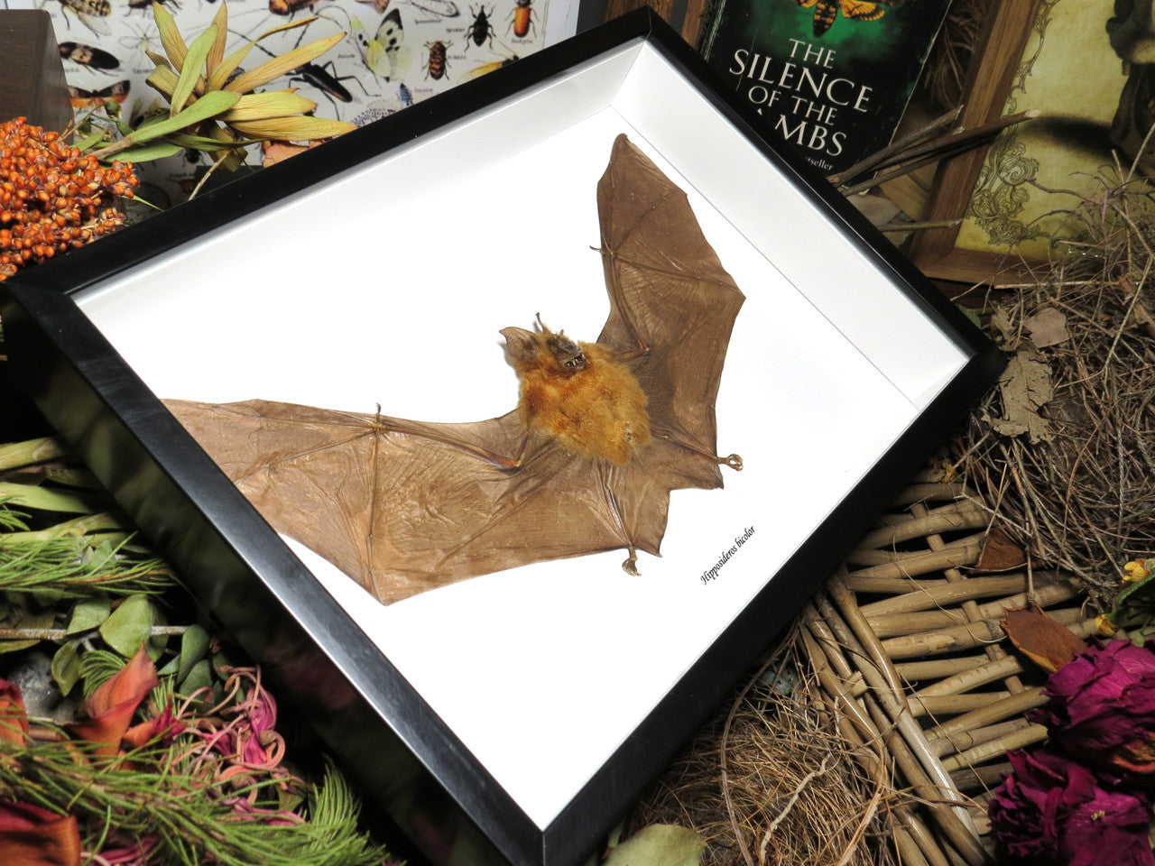 Hipposideros bicolor 